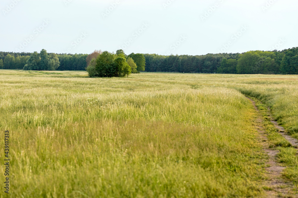 field of grass and trees