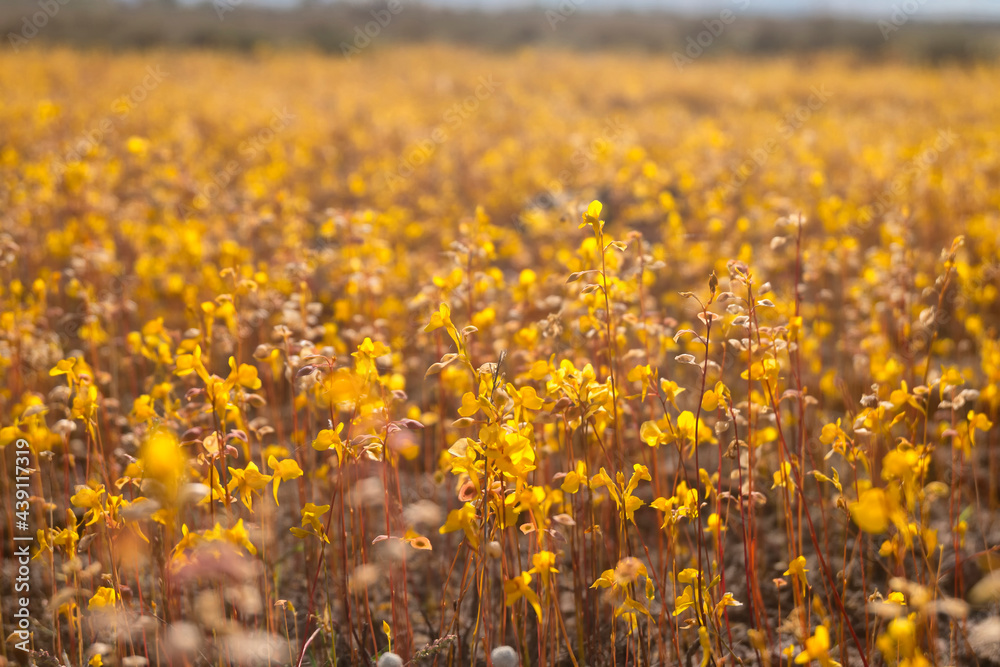 Obraz premium Small yellow flowers Utricularia bifida, Bloom in meadow flowers