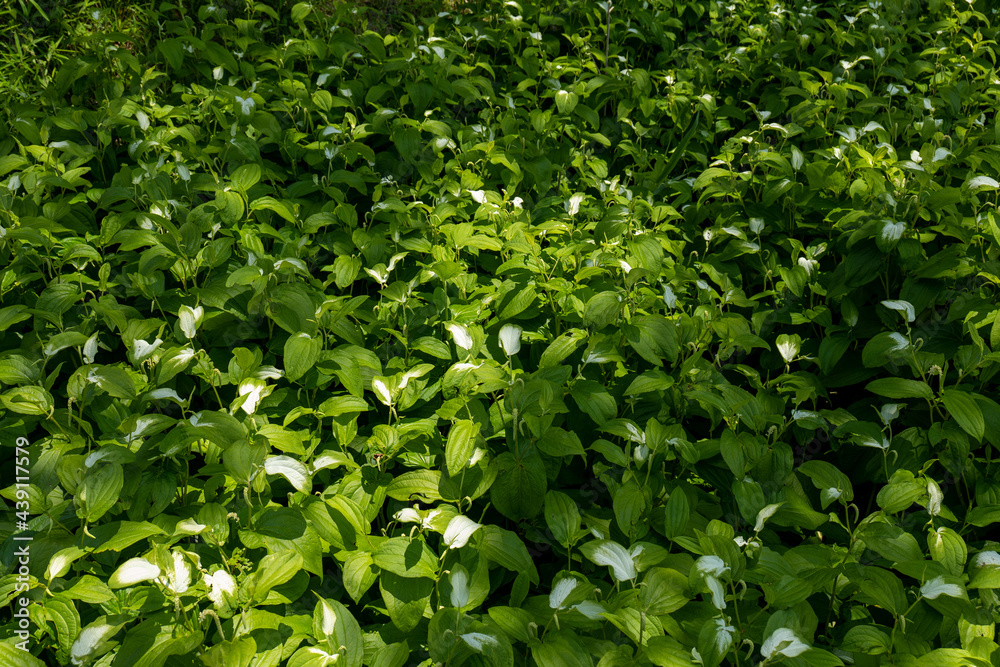 Obraz premium 半夏生の群落 6月 小網代の森