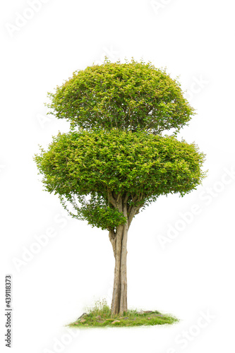 Green trees isolated on white background.with clipping path