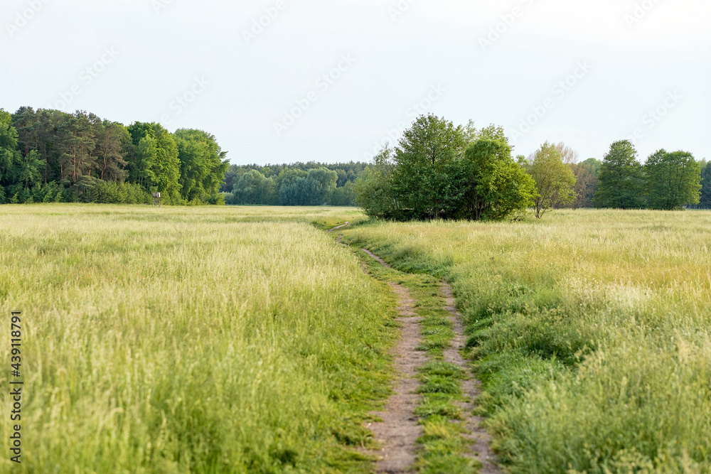 Fototapeta premium landscape with a field and a footpath