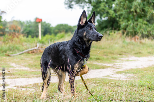 Young german shepherd puppy dog in the nature with dog leash © Bildgigant