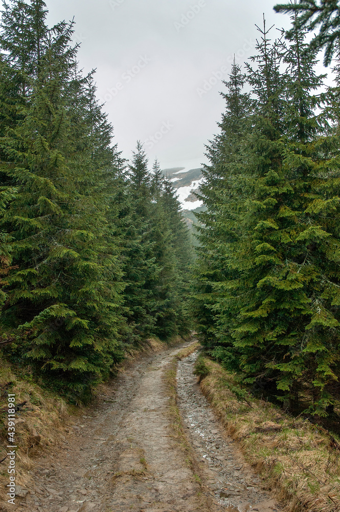 Mountain road through spruce forest to the snowy top Mountain road through spruce forest to the snowy top