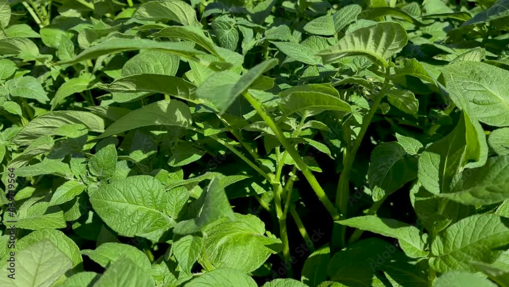 Close up of growing potatoes in a garden in Ireland Close up of growing potatoes in a garden in Ireland