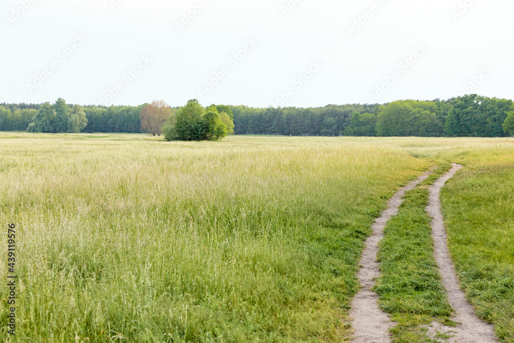 Fototapeta premium landscape with a field and a footpath
