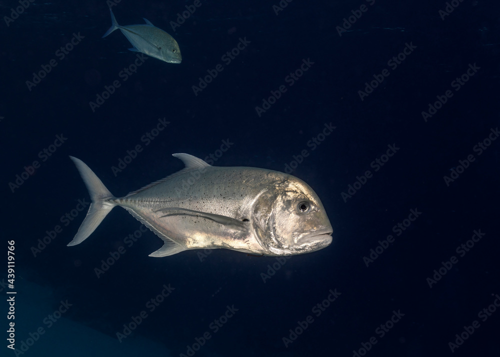 Giant trevally, caranx ignobilis, and Blue-fin jack, caranx melampygus, in Maldives