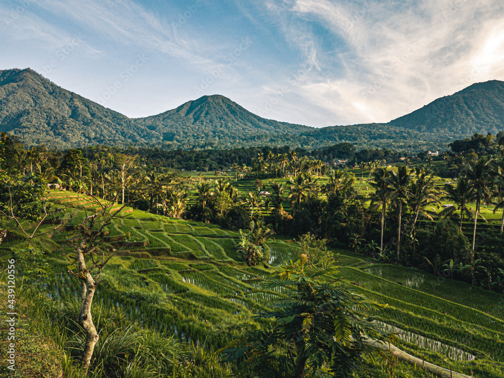 View on rice fields / rice terrace Jatiluwih Bali Indonesia.