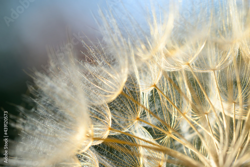 Winged seeds of dandelion head plant