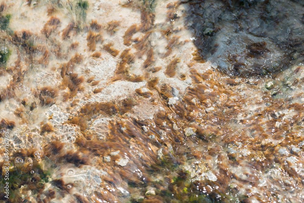 flat stone boulder submerged in water and covered with new and old aquatic vegetation or algae flat stone boulder submerged in water and covered with new and old aquatic vegetation or algae