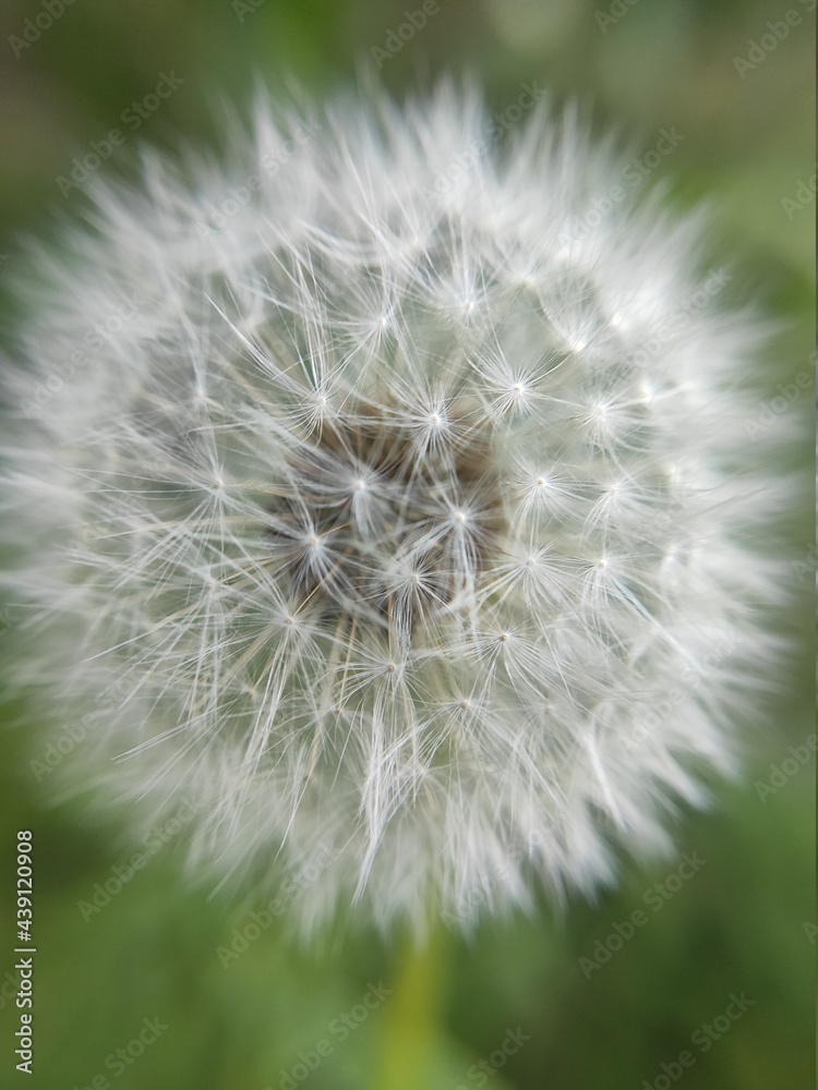 dandelion head
dandelion head