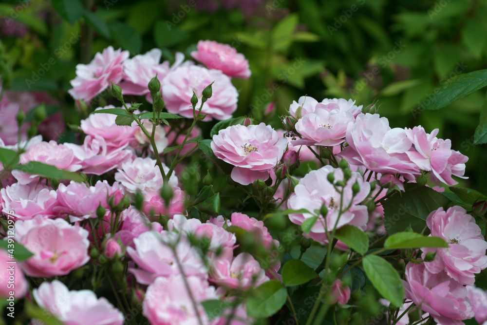 pink roses in the garden