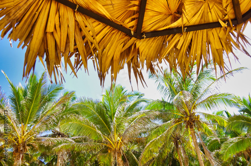 Looking up from tropical style gazebo photo