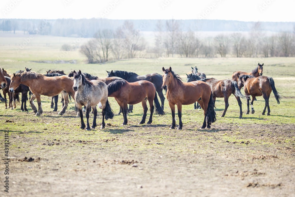 huge herd of horses in the field. Belarusian draft horse breed. symbol of freedom and independence huge herd of horses in the field. Belarusian draft horse breed. symbol of freedom and independence