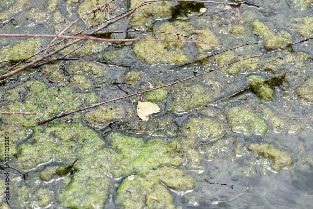 algae or scum in a lake