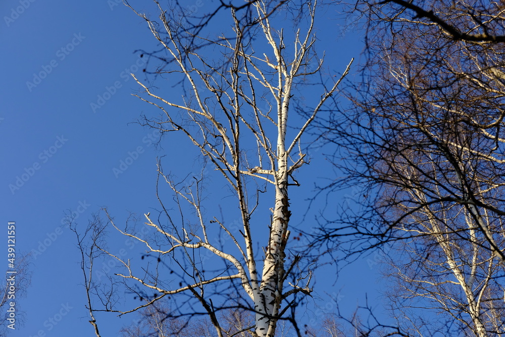 tree in the sky tree in the sky