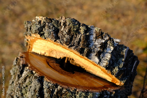 bark of a birch