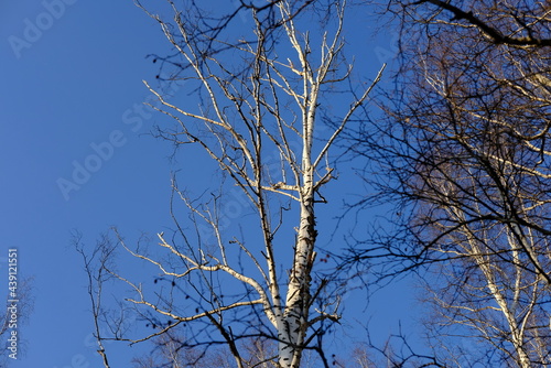 tree in the sky
