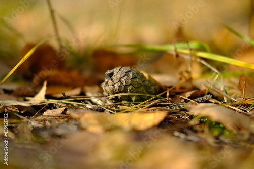 mushrooms in the grass