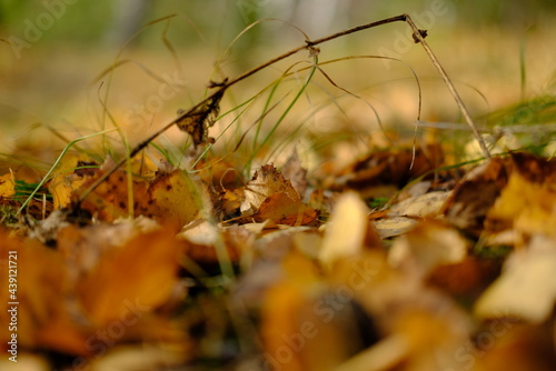 autumn leaves in the grass