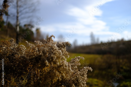 autumn in the woods
