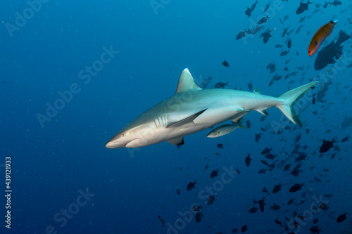 Grey reef shark, Carcharhinus amblyrhynchos, in Maldives