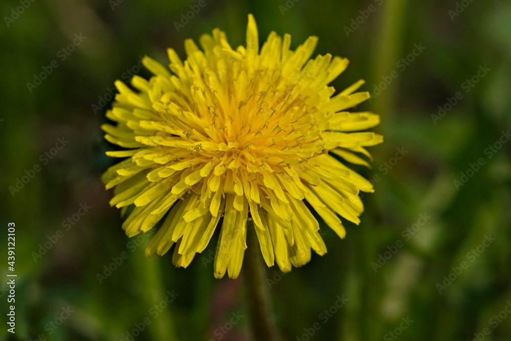 dandelion is a widespread garden weed and medicinal plant dandelion is a widespread garden weed and medicinal plant