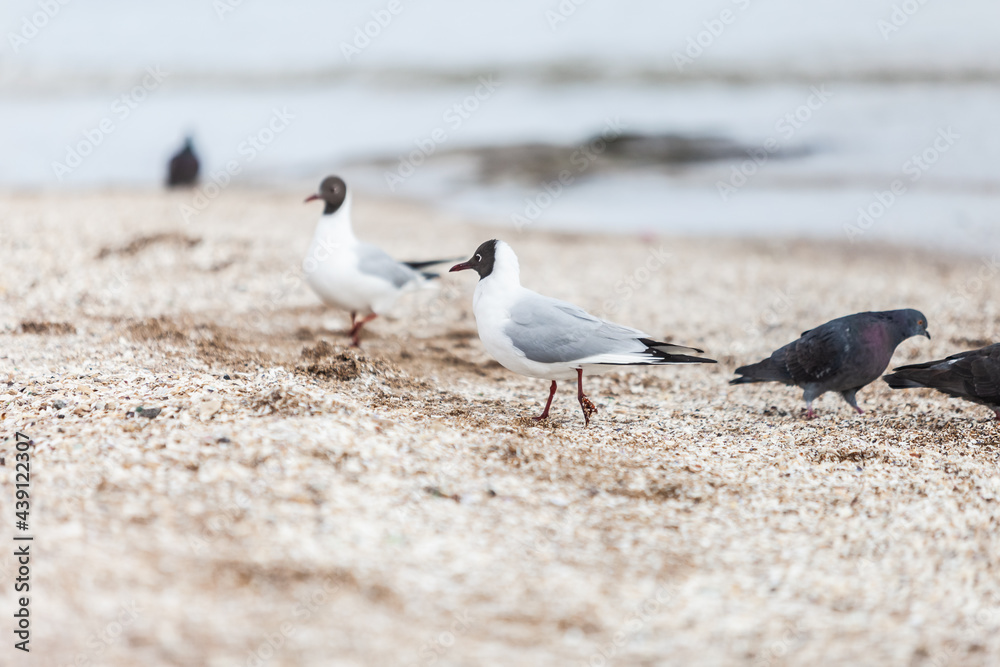 Seagulls on the beach sea at bright sunny day Seagulls on the beach sea at bright sunny day