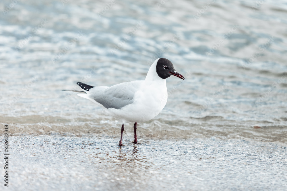 Seagull on the beach sea at bright sunny day Seagull on the beach sea at bright sunny day