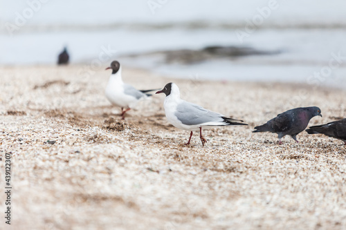 Seagulls on the beach sea at bright sunny day