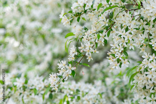 Mass flowering of ornamental apple trees in the park. Siberian crab apple, Manchurian crab apple or Chinese crab apple, Malus Baccata in blossom. White flowers growing on blooming tree in park. 