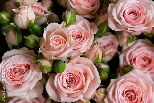 Bunch of fresh pink roses floral background © Gioia