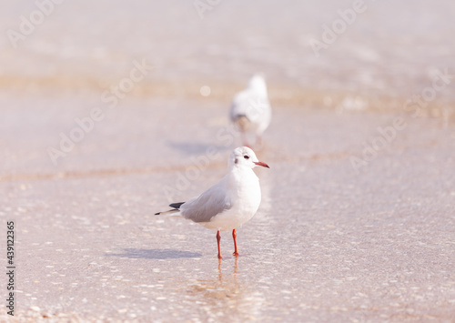 Seagulls on the beach sea at bright sunny day