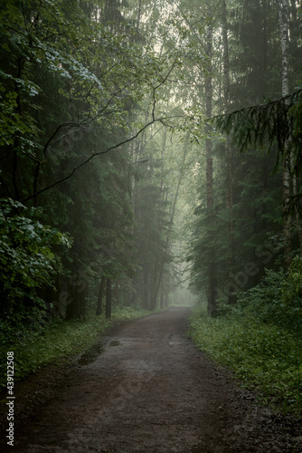 Foggy dirt road through coniferous forest, mystical landscape