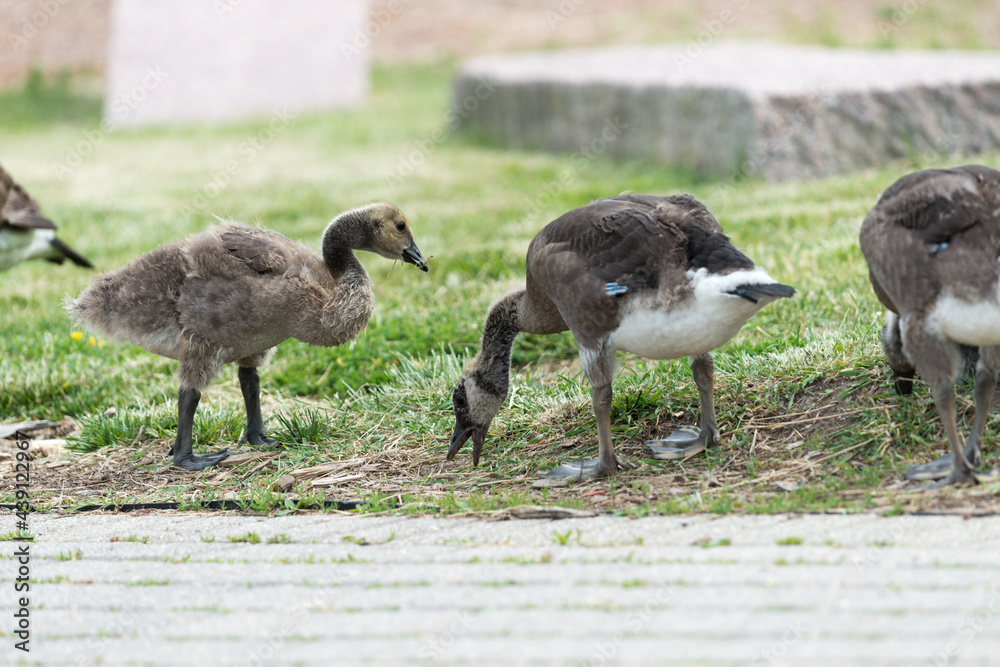 canada goose goslings in various stages of development eating grass by