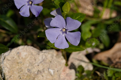 flower of the common periwinkle on a background of white stones