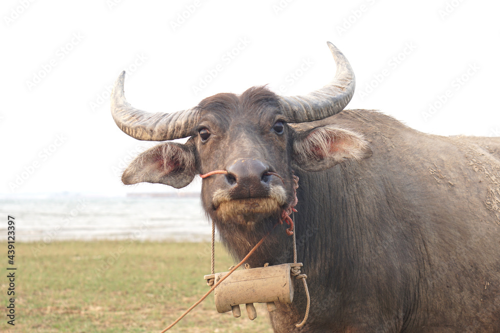 Fototapeta premium Thai buffalo farming in the field