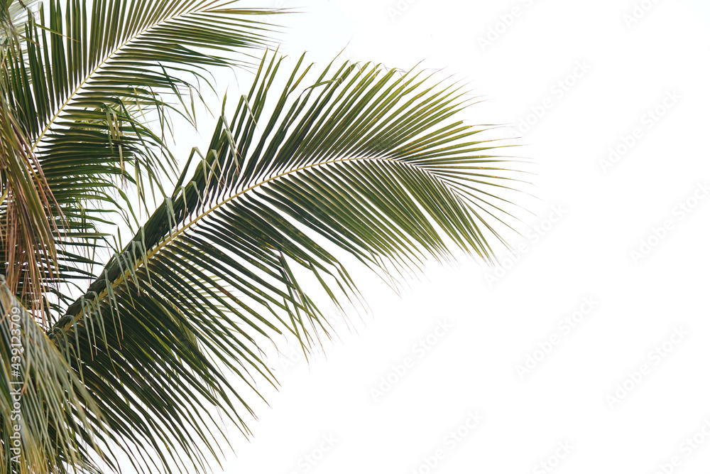 coconut leaves on a white background        