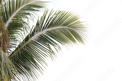 coconut leaves on a white background        