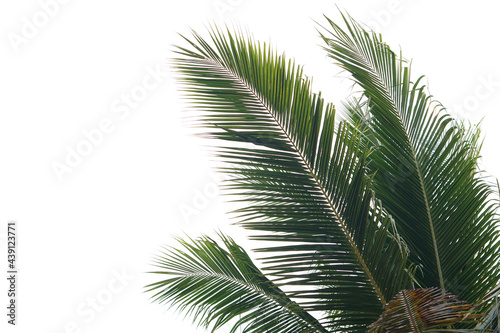 coconut leaves on a white background 