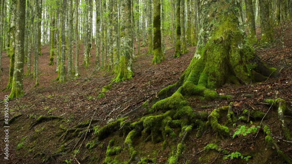 detail of the roots and trunk of beech with green moss in the beautiful forests of the Casentino natural park on the Apennines in Tuscany, Italy. detail of the roots and trunk of beech with green moss in the beautiful forests of the Casentino natural park on the Apennines in Tuscany, Italy.