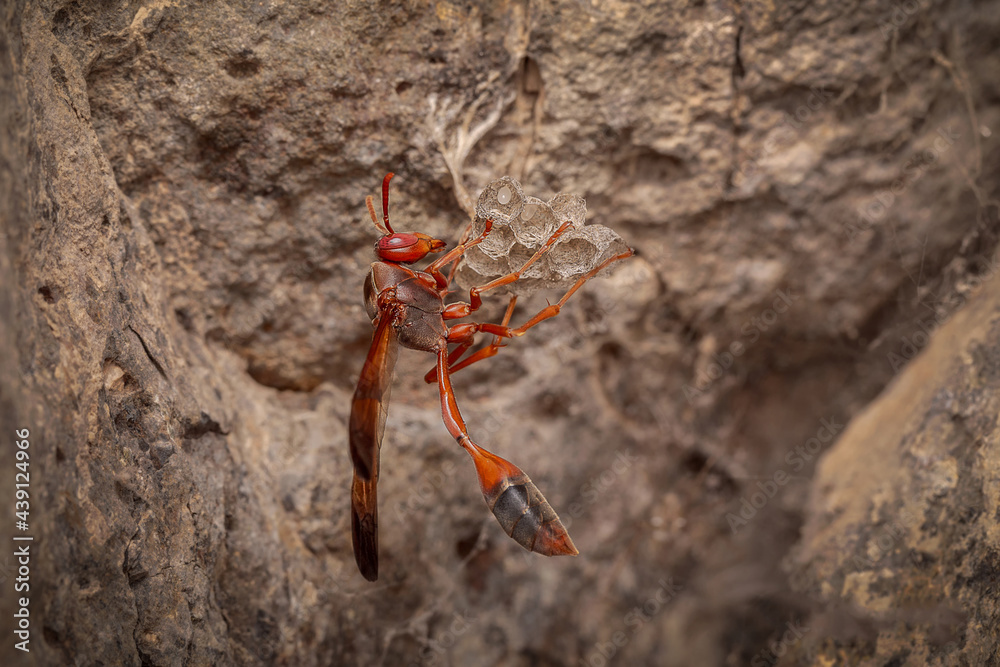 closeup macro view red paper wasp insect standing on its nest protects and nurtures its eggs
closeup macro view red paper wasp insect standing on its nest protects and nurtures its eggs