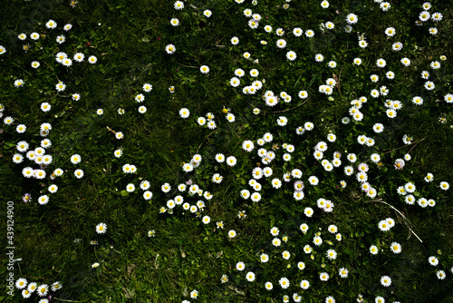 meadow of white daisies against the backdrop of green grass in the midday sun