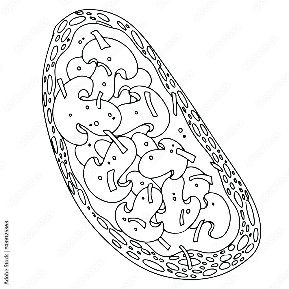 Sandwich with butter and champagne mushrooms. Bruschetta. Healthy food recipe. Vegetarianism. Simple drawing in cartoon style. Vector illustration. Sandwich with butter and champagne mushrooms. Bruschetta. Healthy food recipe. Vegetarianism. Simple drawing in cartoon style. Vector illustration.
