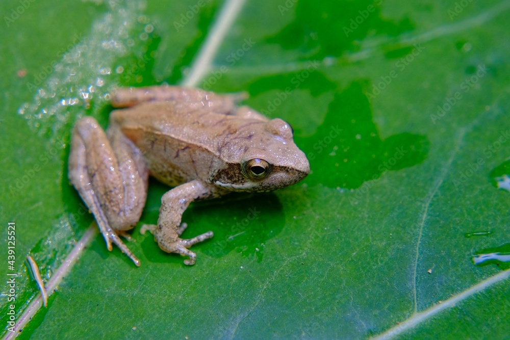 Fototapeta premium common frog sitting on leaves