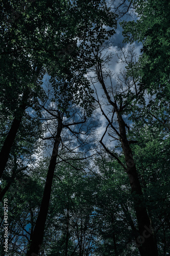 trees in the forest