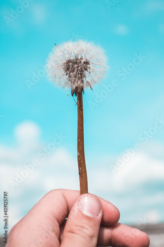 dandelion in the hand