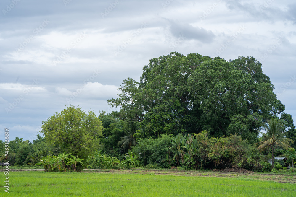 Beautiful young rice field scape against cloudy sky Beautiful young rice field scape against cloudy sky