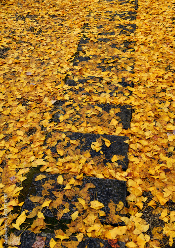 黄色の落葉が画面一杯に拡がる。少し湿気を帯びた風景。