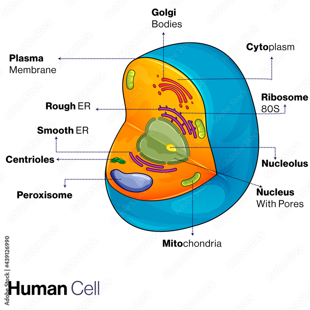 eukaryotic or Animal Cell Structure Illustration. Stock Vector Adobe Stock