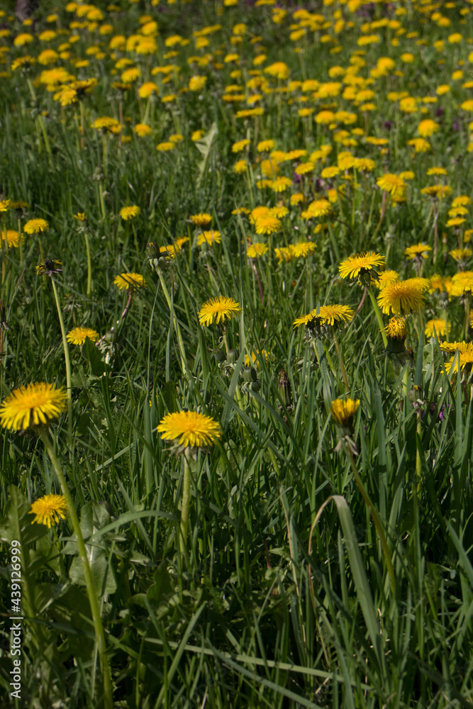 Blossoming cherry tree trunk surrounded by yellow dandelions. White cherry flowers. The trunk of a fruit tree. Blossoming cherry tree trunk surrounded by yellow dandelions. White cherry flowers. The trunk of a fruit tree.